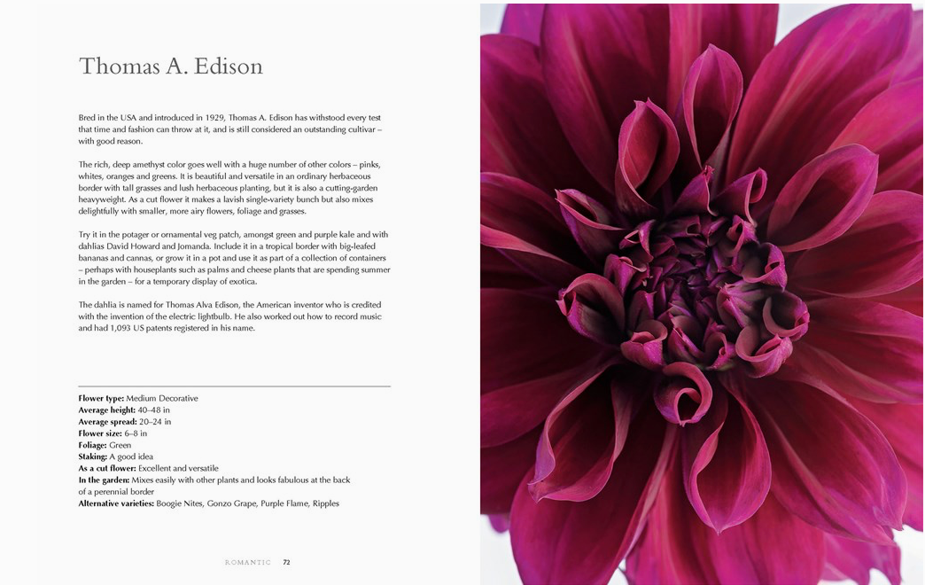 Dahlias, Harcover Book