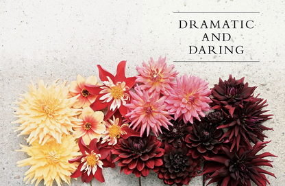 Dahlias, Harcover Book